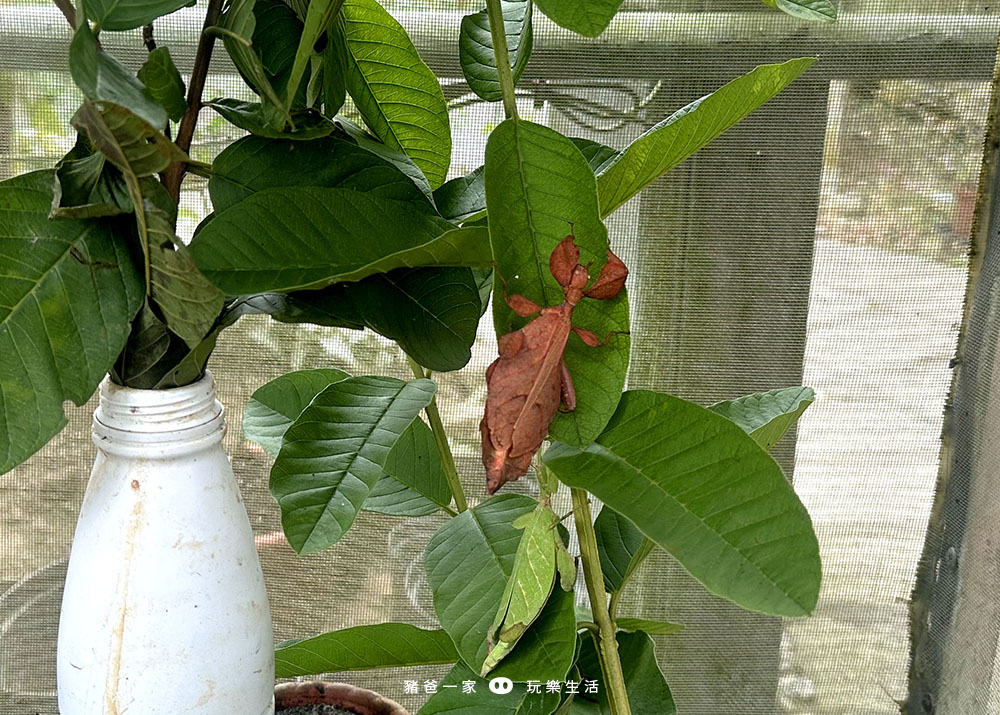 嘉義親子景點-獨角仙農場