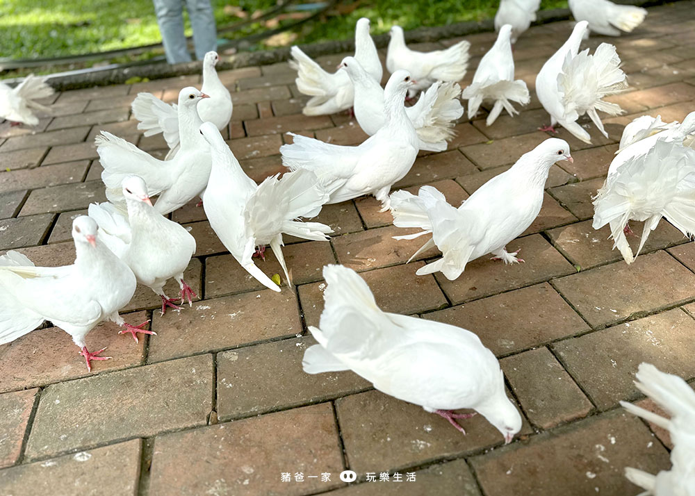 嘉義親子景點-獨角仙農場