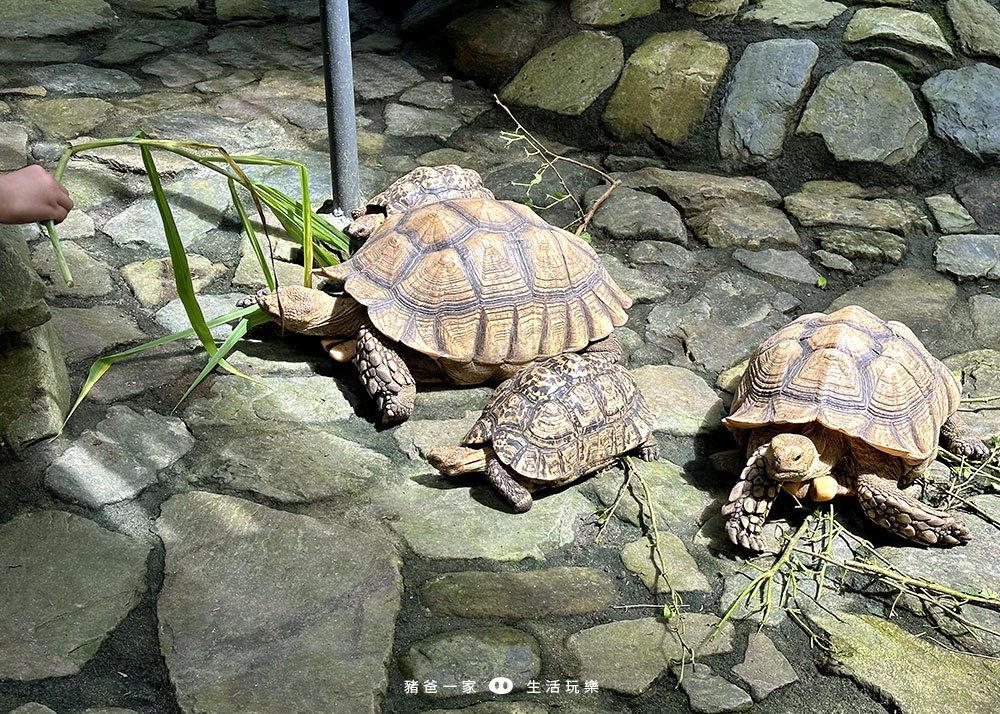 宜蘭景點-鳳梨屋水上莊園