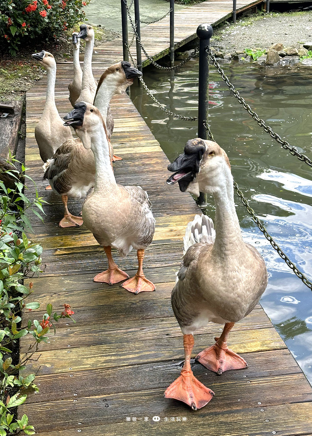 宜蘭景點，鳳梨屋水上莊園-超美水簾鞦韆