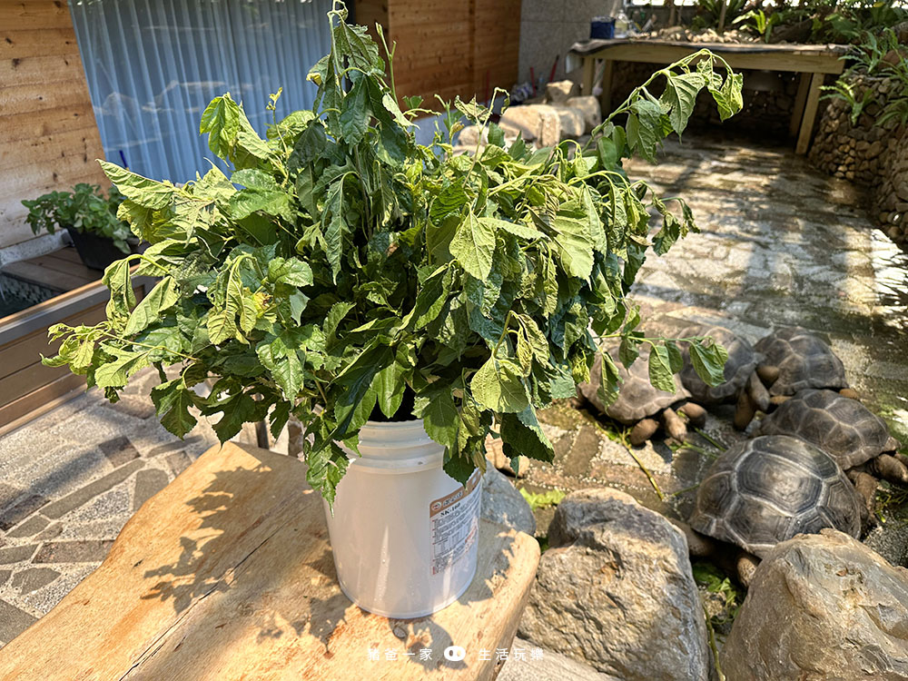 a plant in a white container