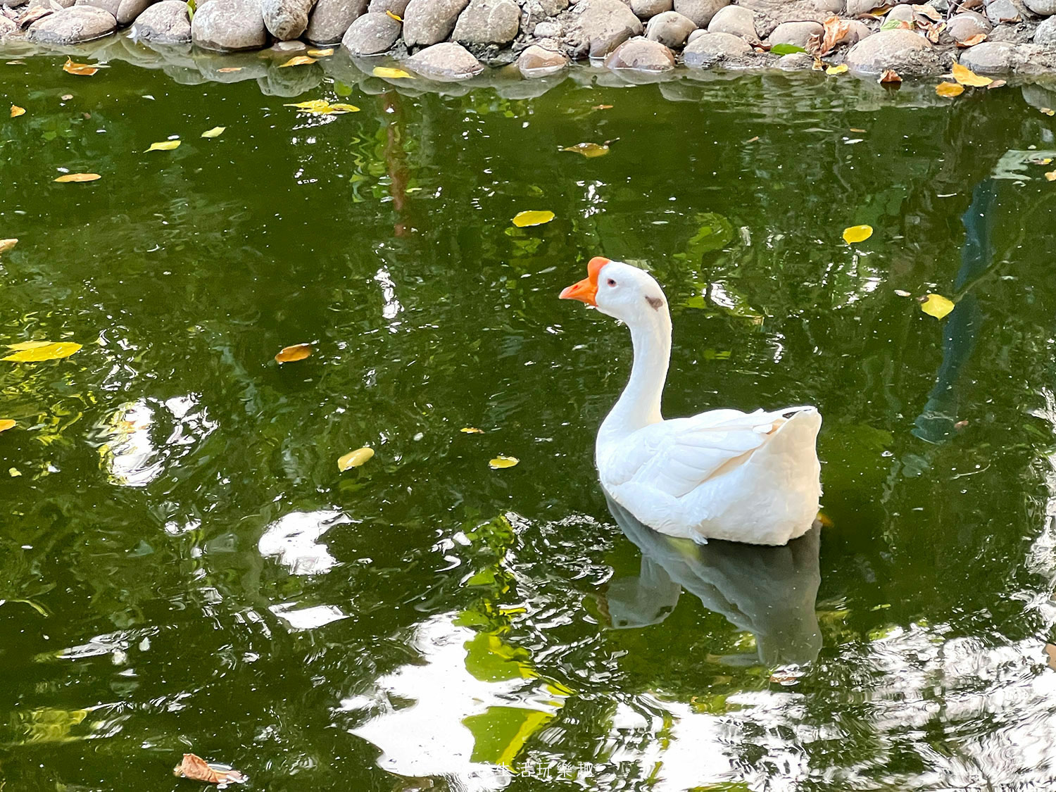 “桃園親子景點-羊世界牧場”/