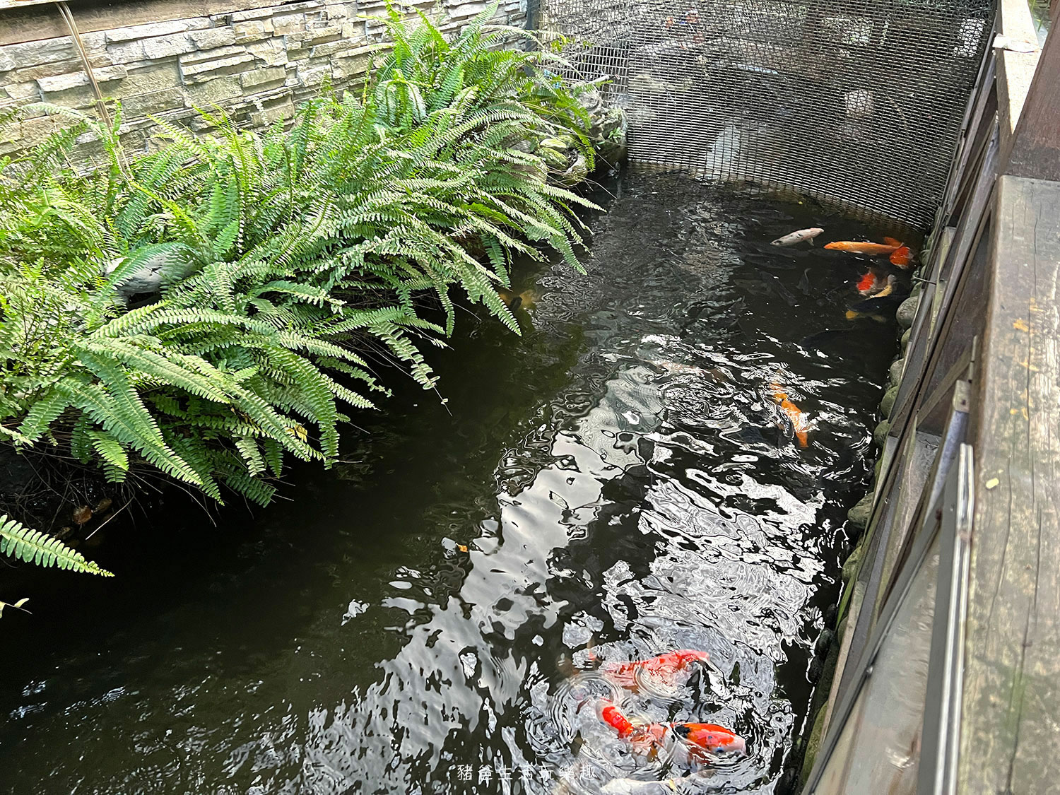 “桃園親子景點-羊世界牧場”/