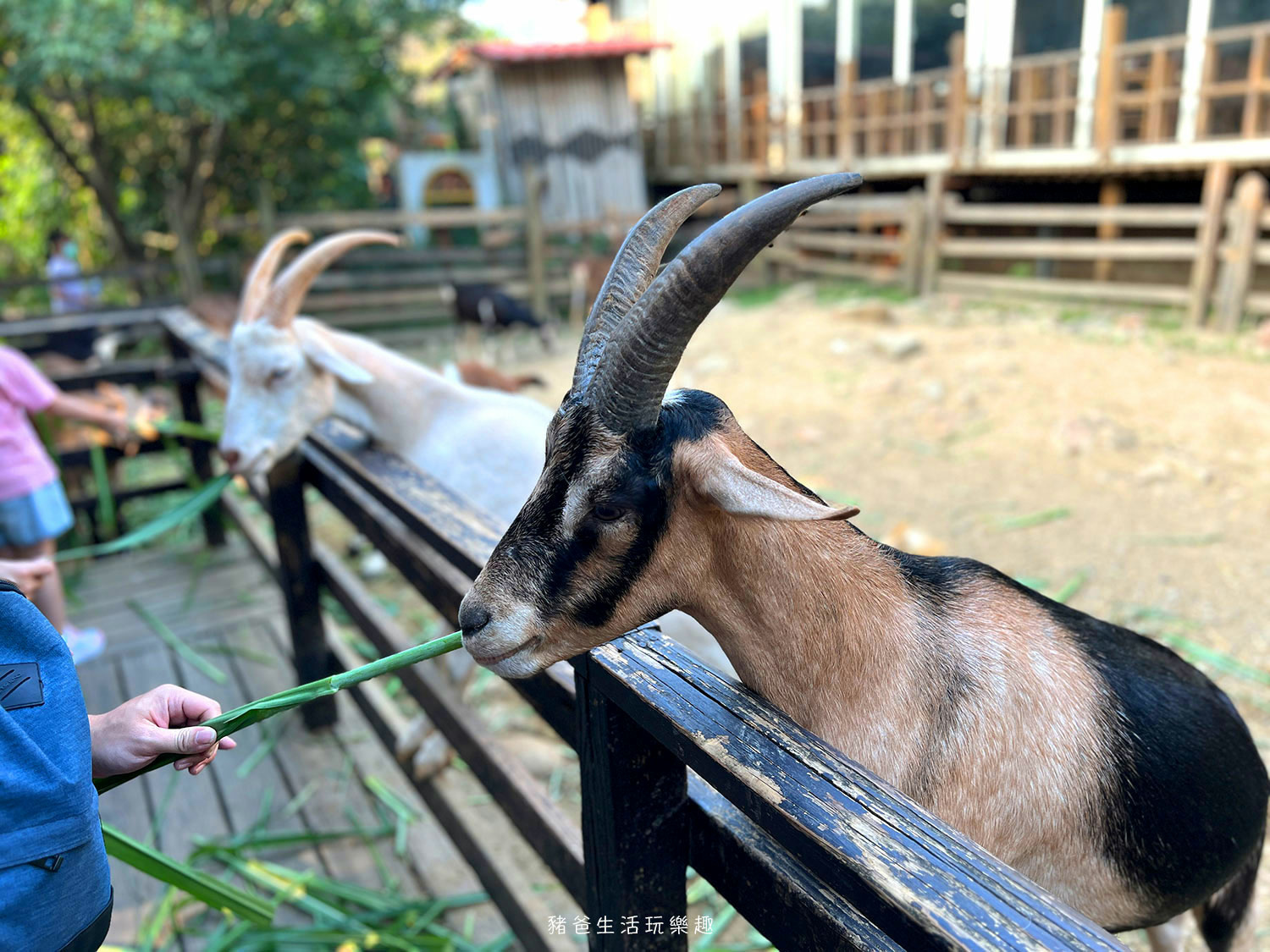 “桃園親子景點-羊世界牧場”/