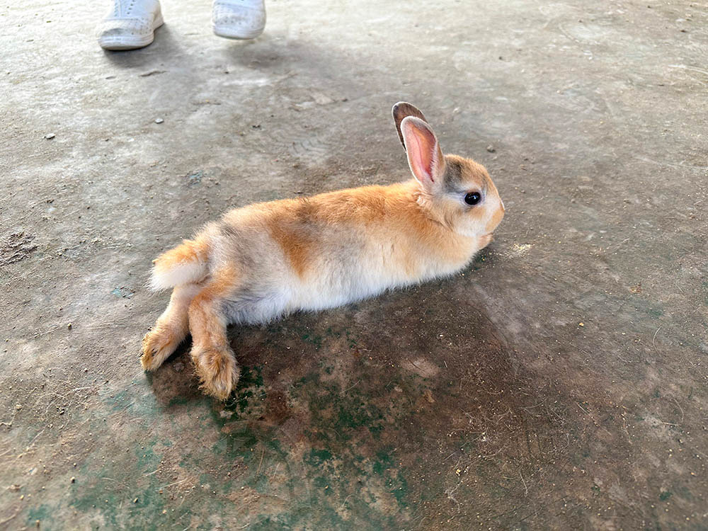 “彰化親子景點-正實農場”/