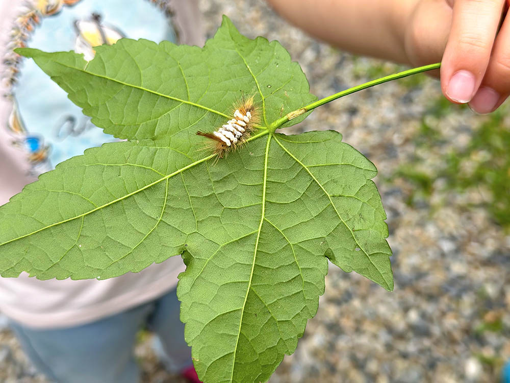 新竹霧繞露營